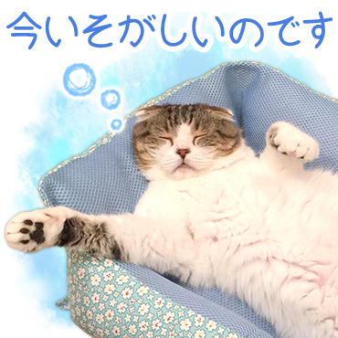 どんぐりの日常。 / 01