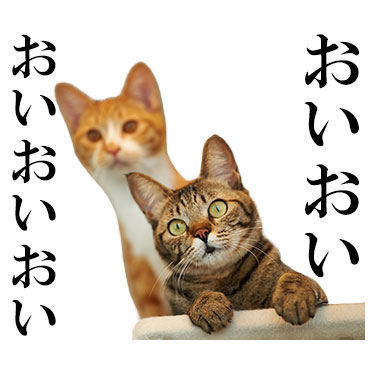 にっこりねこちゃん / 18