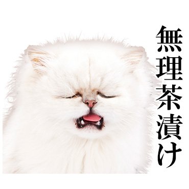にっこりねこちゃん / 33