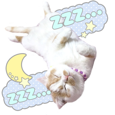 甘え猫ホイップ / 03